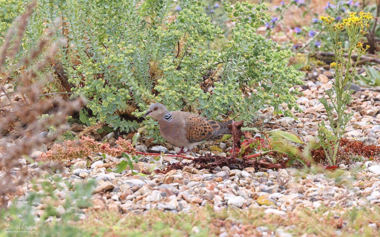 Turtle Dove at Snettisham, 27th July 2021
