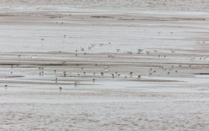 Western Sandpiper at Snettisham, 28th July 2021