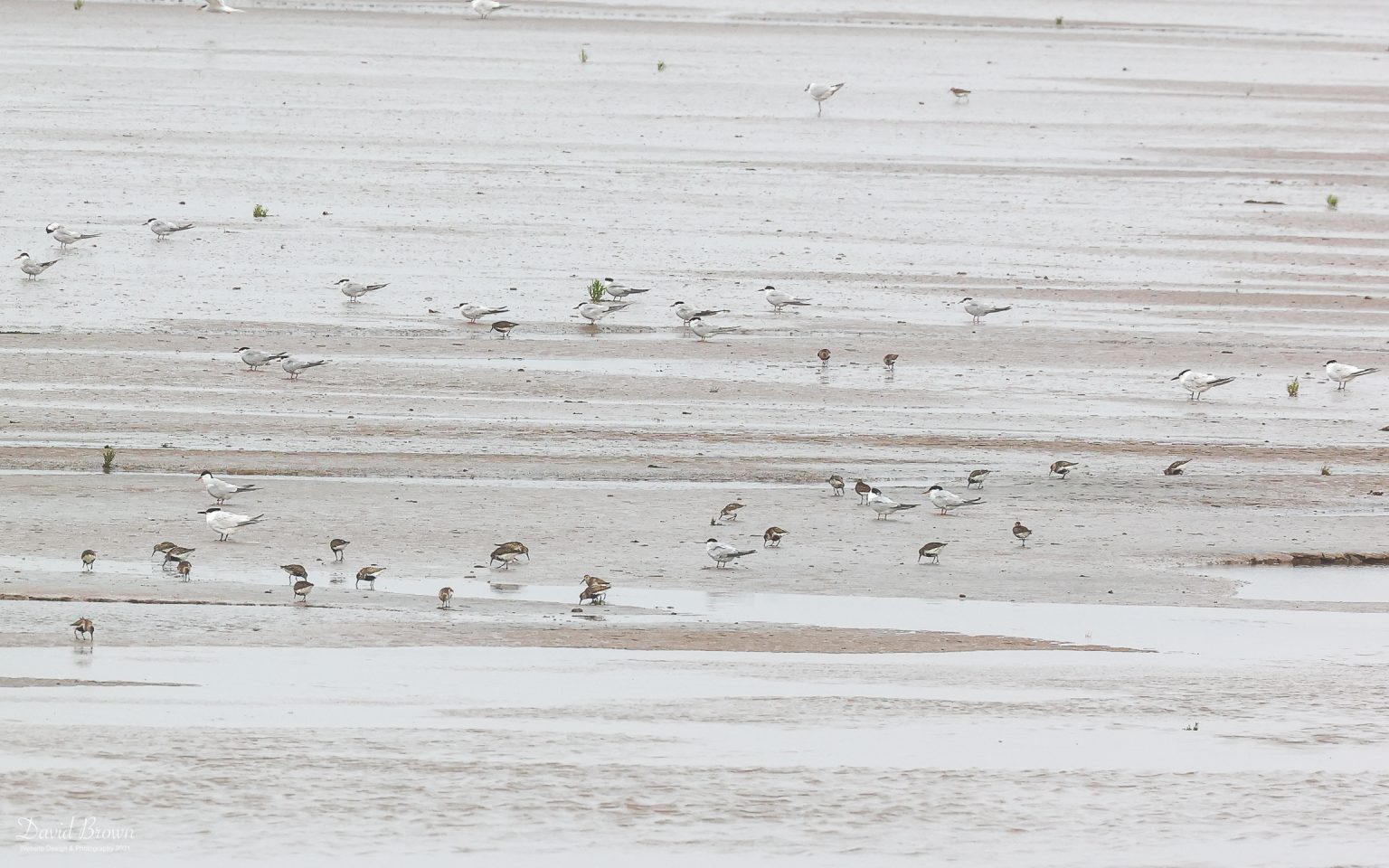 Western Sandpiper at Snettisham, 28th July 2021