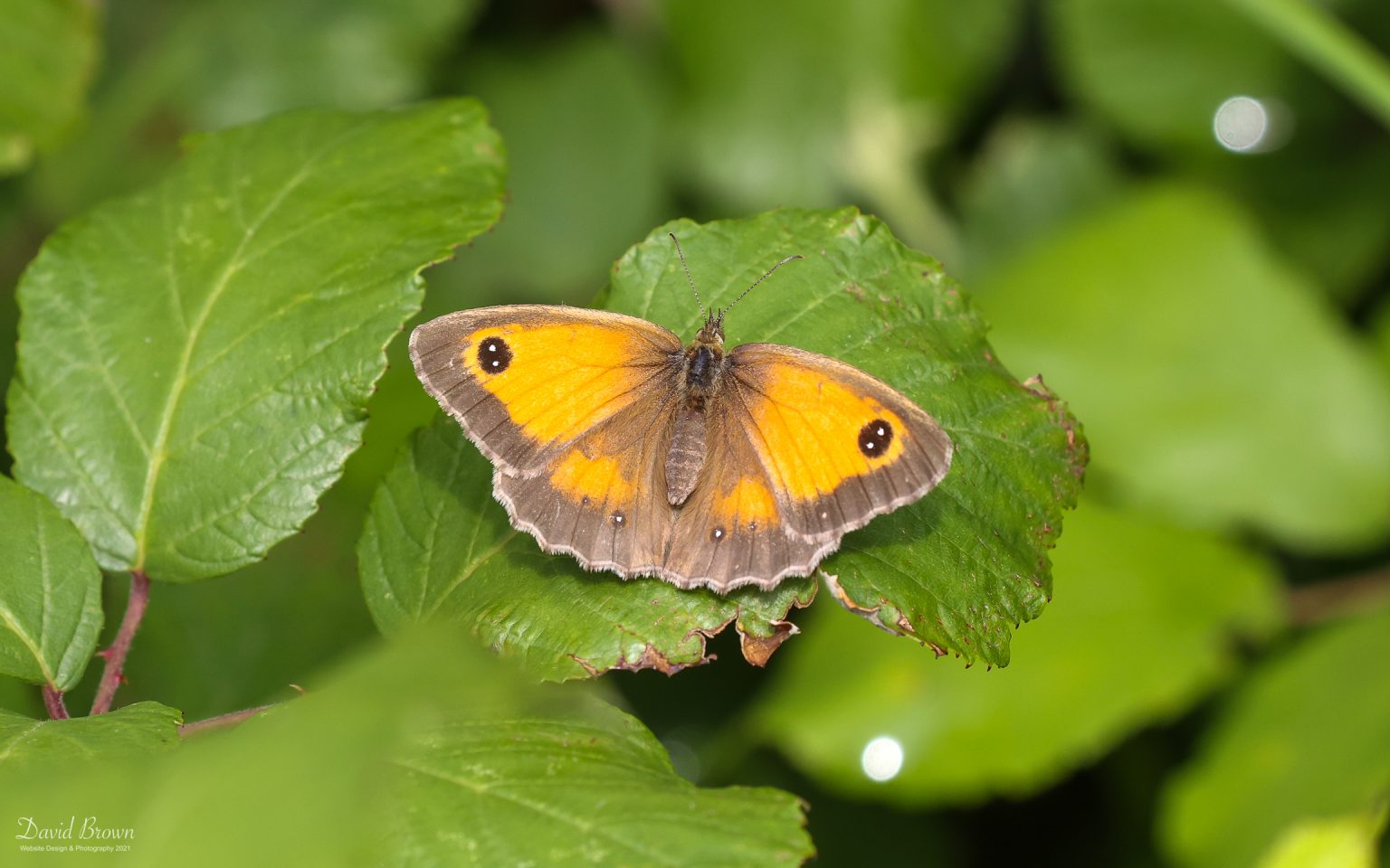 Gatekeeper at Snettisham, 28th July 2021