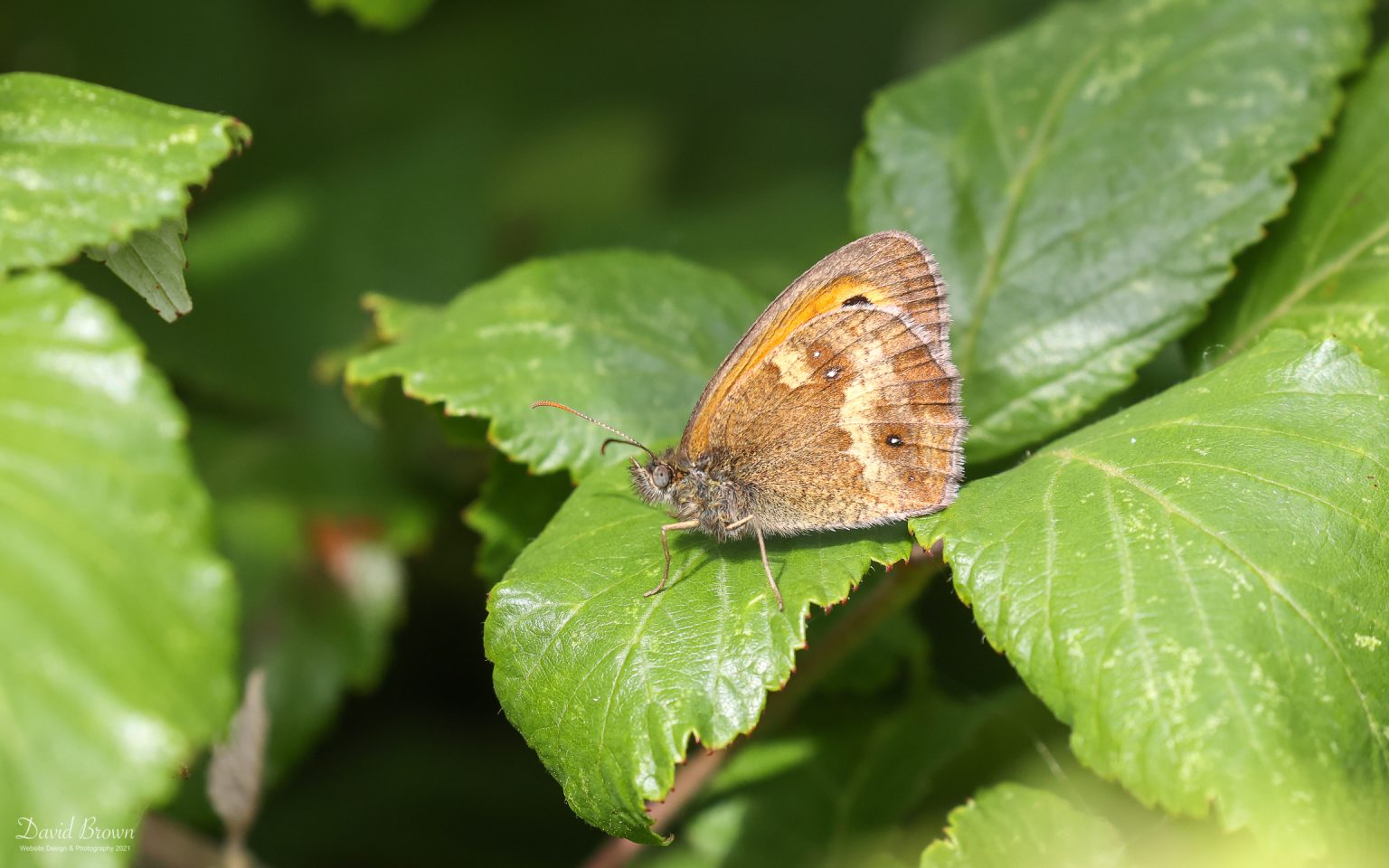 Gatekeeper at Snettisham, 28th July 2021
