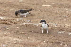 House Martin at Holt, 28th July 2021