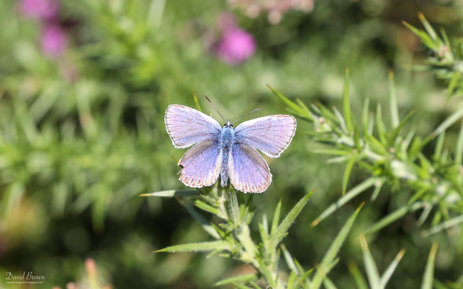 Silver Studded Blue at Kelling Heath, 28th July 2021
