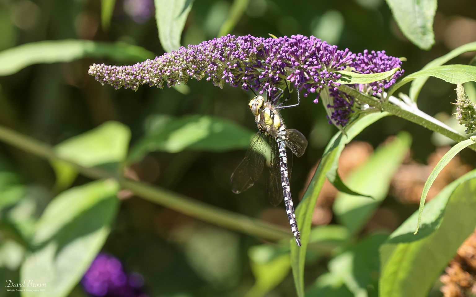 Southern Hawker at Holt, 28th July 2021