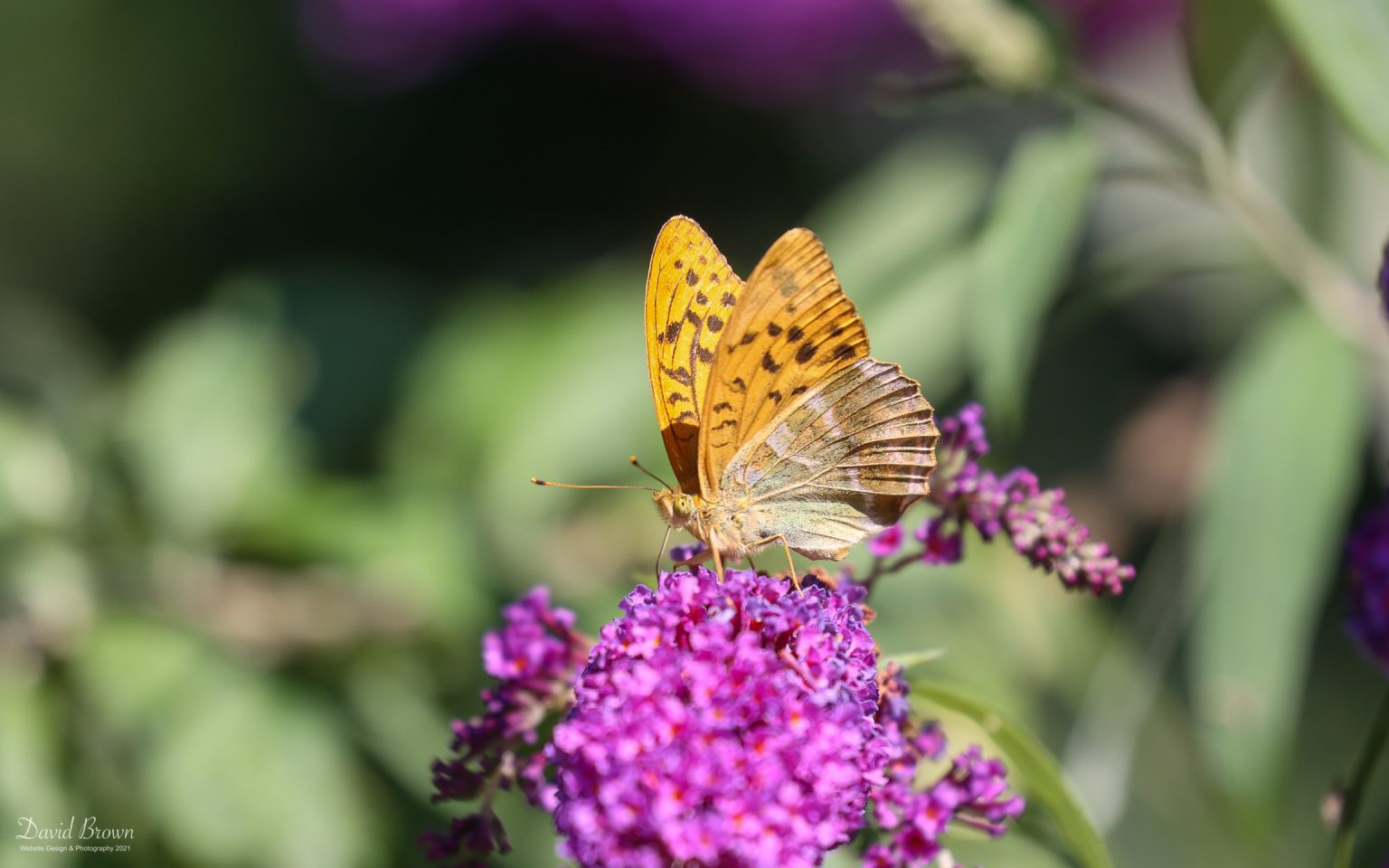 Silver-washed Fritillary at Holt, 28th July 2021