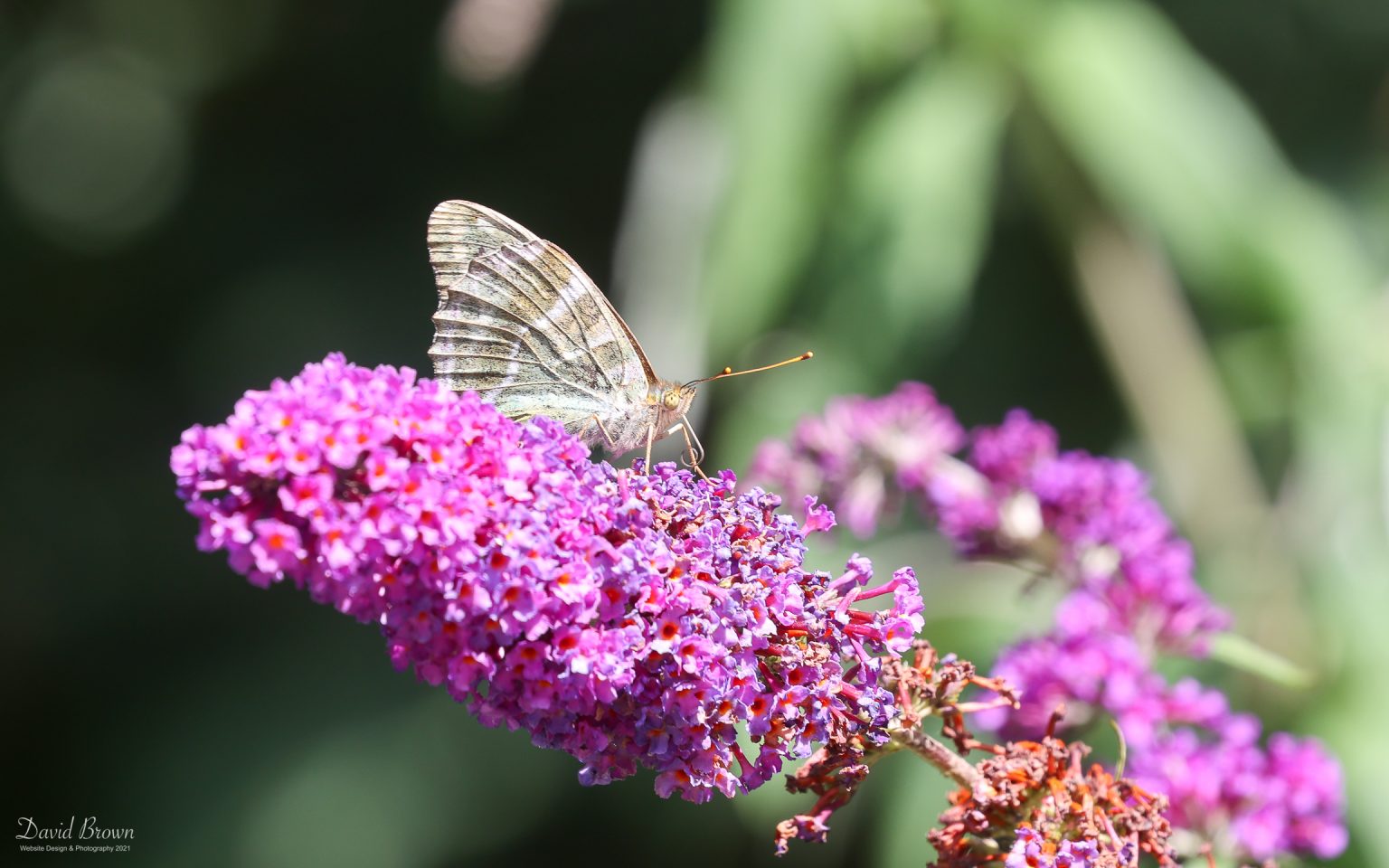 Valesina Silver-washed Fritillary at Holt, 28th July 2021