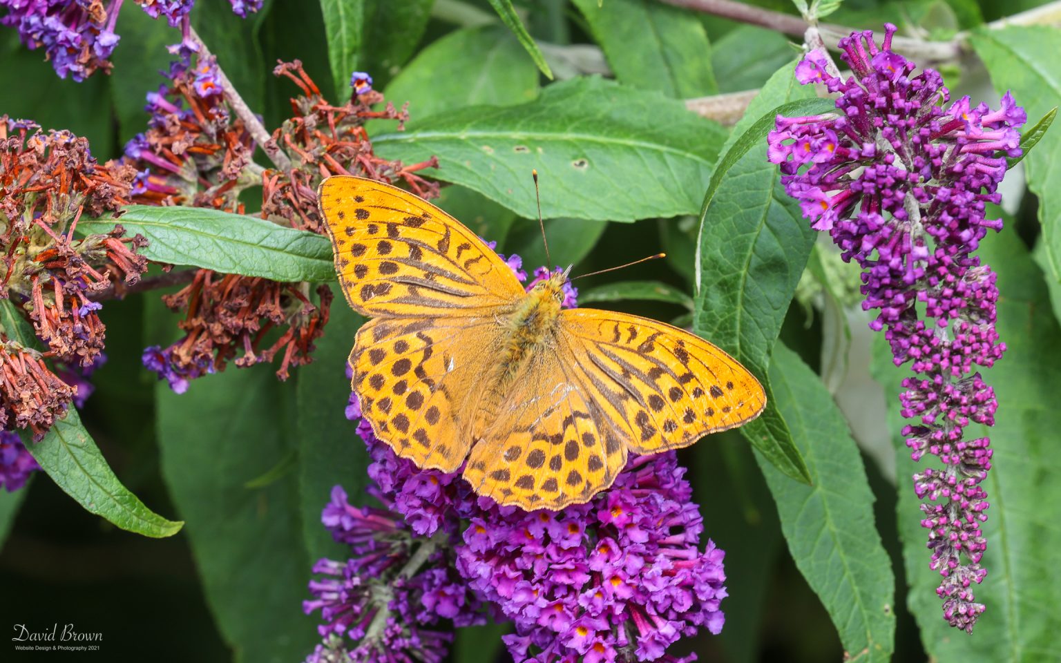 Silver-washed Fritillary at Holt, 28th July 2021