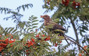 Blackbird at Etherley Moor, 13th August 2021