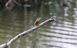 Kingfisher at Low Barns, 5th September 2021