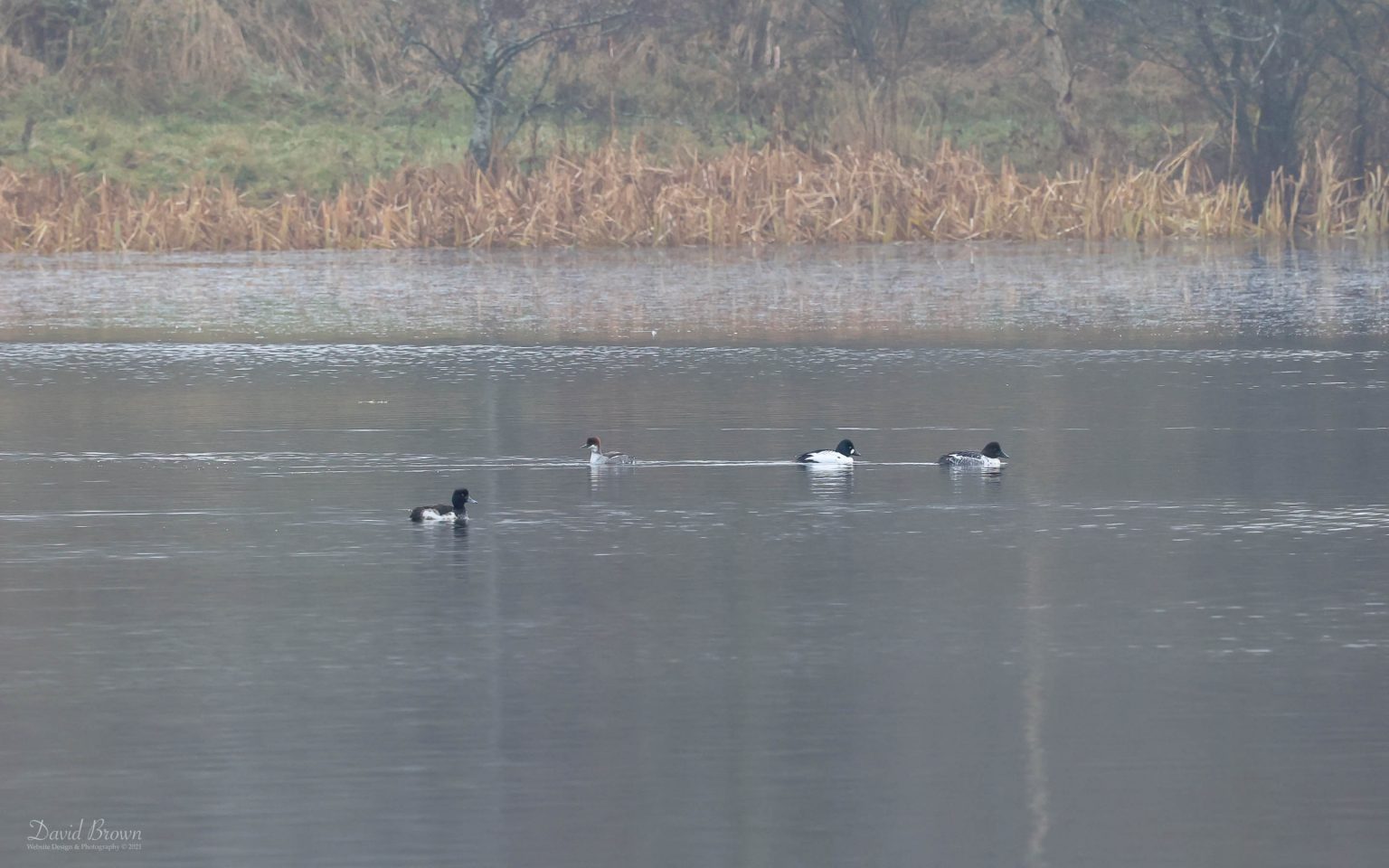 Smew at Escomb, 19th December 2021