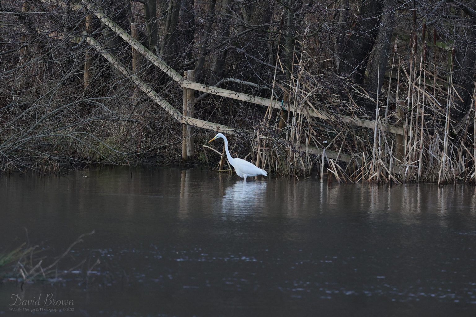 Great White Egret at Low Barns, 2nd January 2022