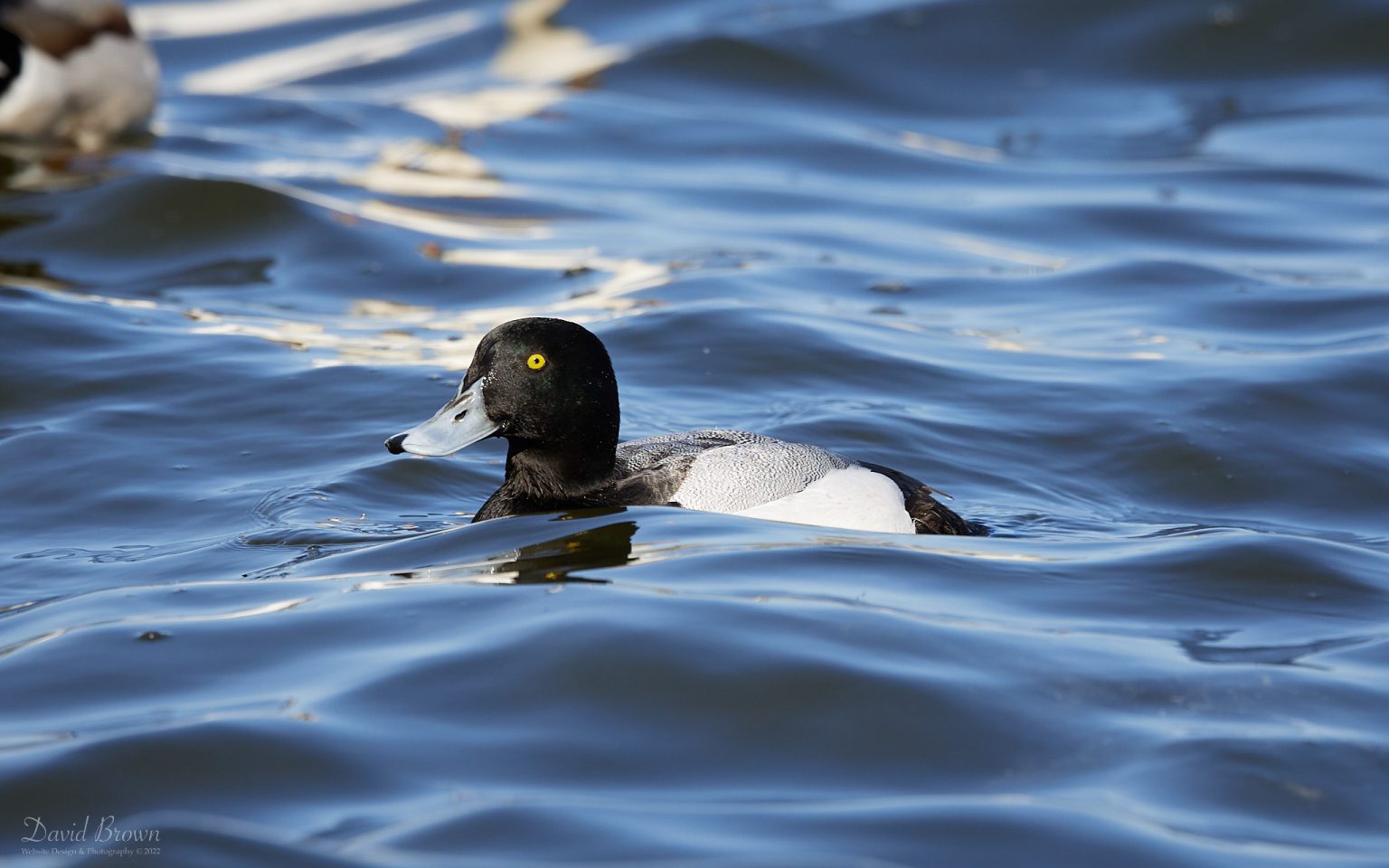 Scaup at Killingworth, 18th March 2022