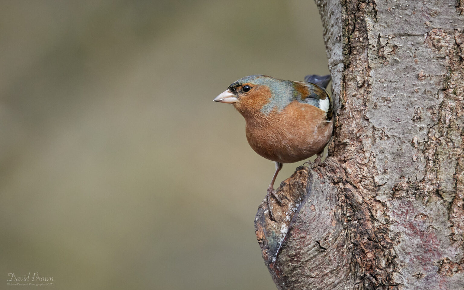 Chaffinch at Low Barns, 13th March 2022