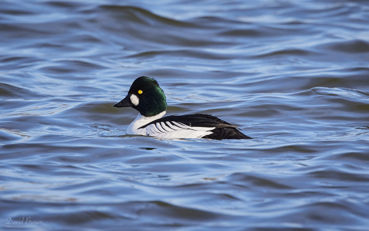 Goldeneye at Killingworth, 18th March 2022