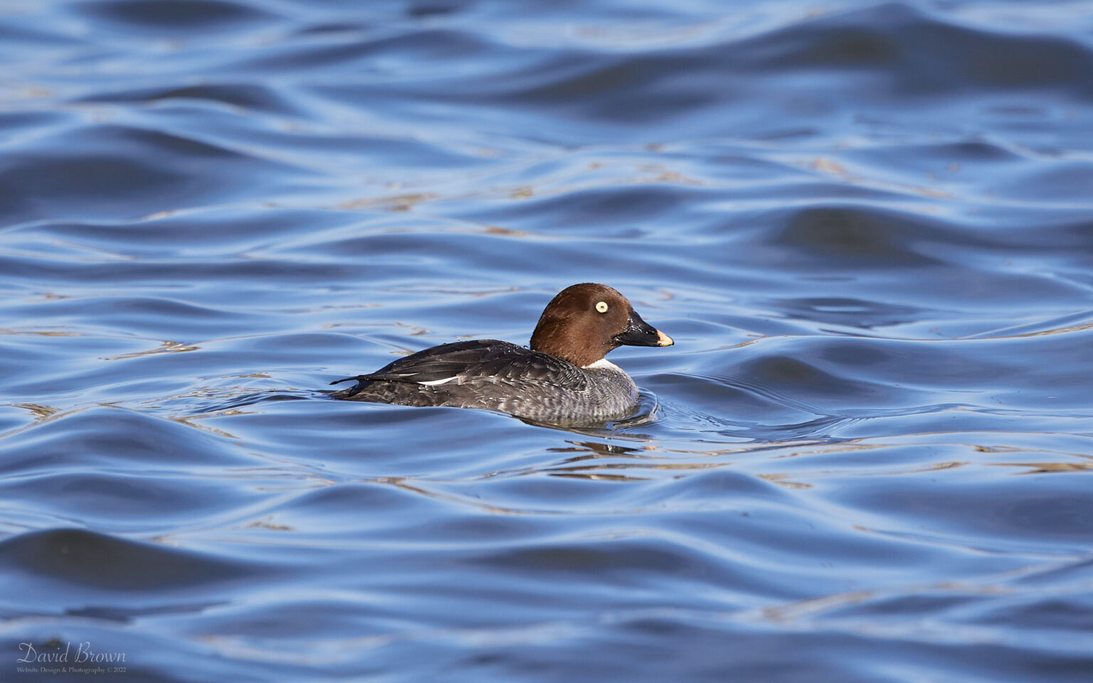 Goldeneye at Killingworth, 18th March 2022