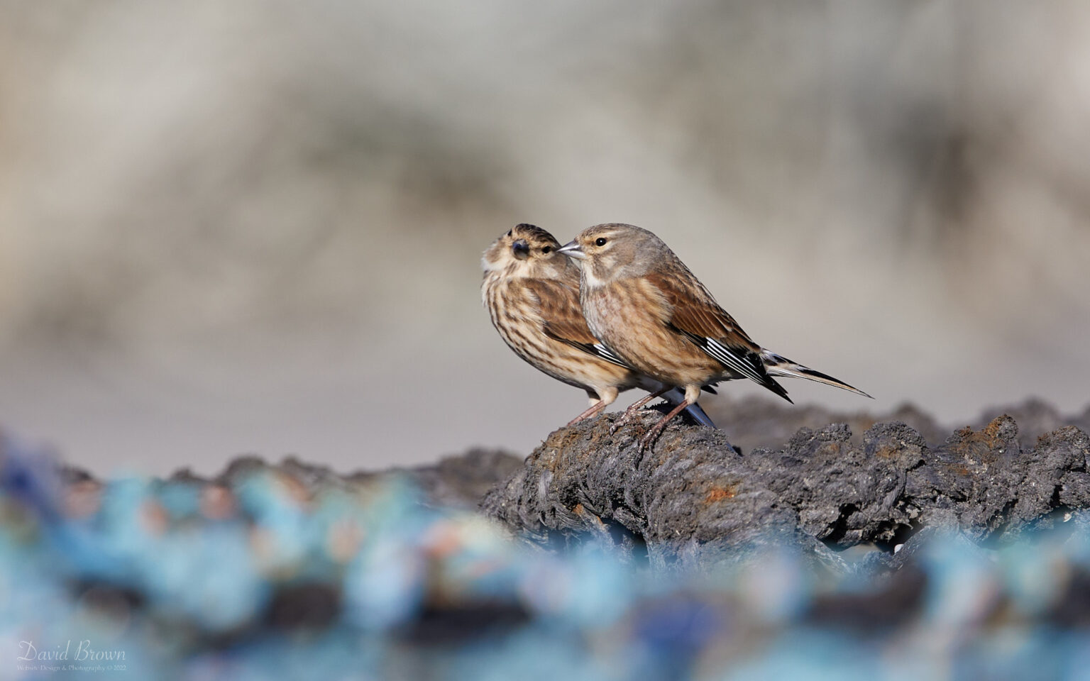 Linnets on Holy Island, 19th March 2022