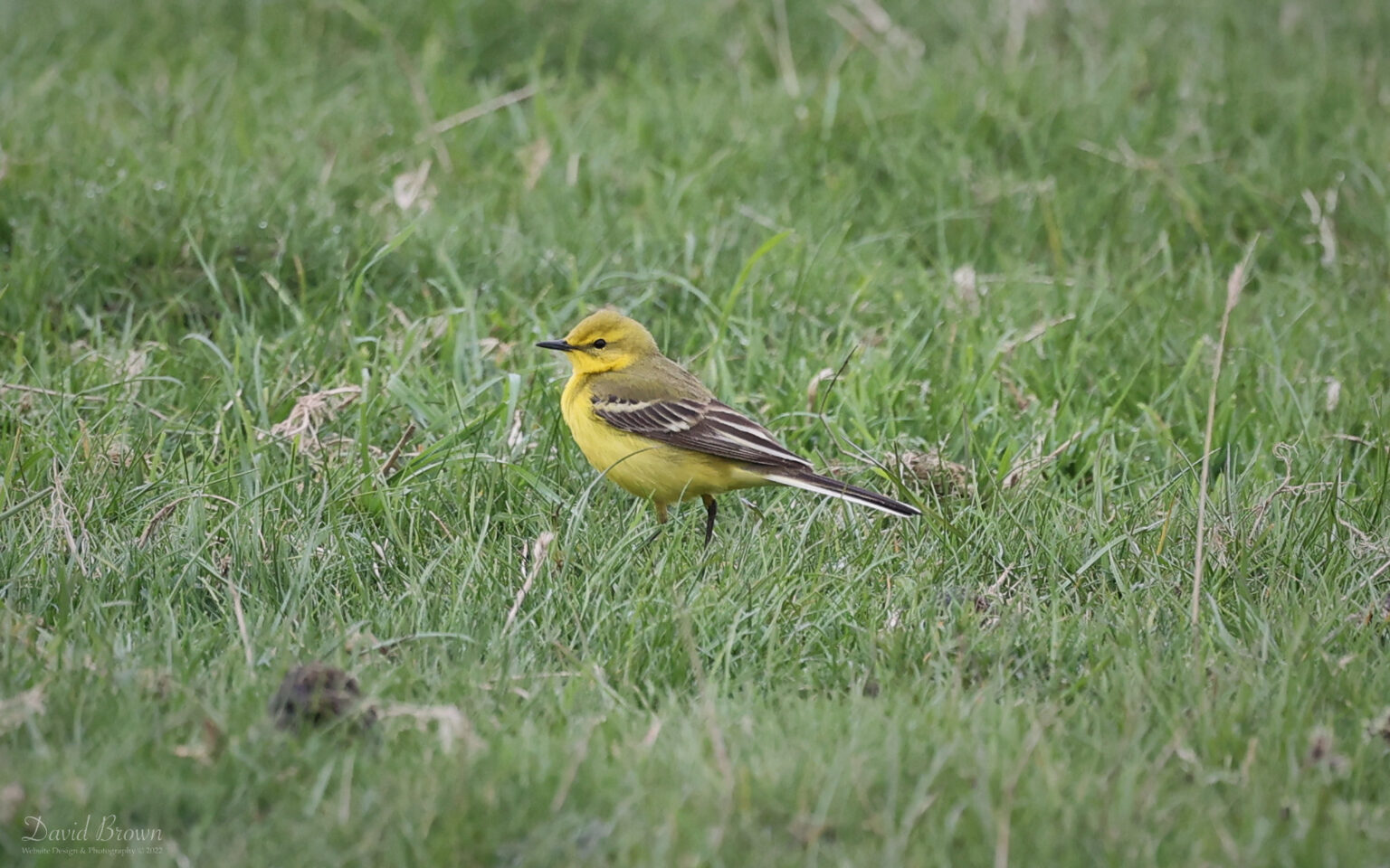 Yellow Wagtail at Bishop Middleham, 2nd May 2022