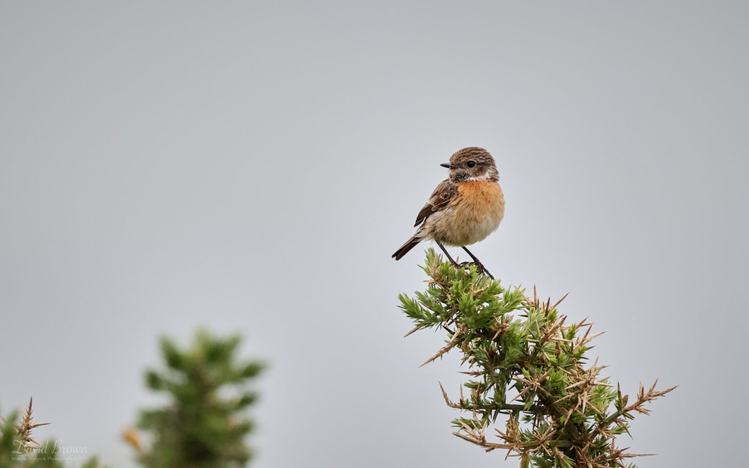 Stonechat at The Needles, 20th May 2022