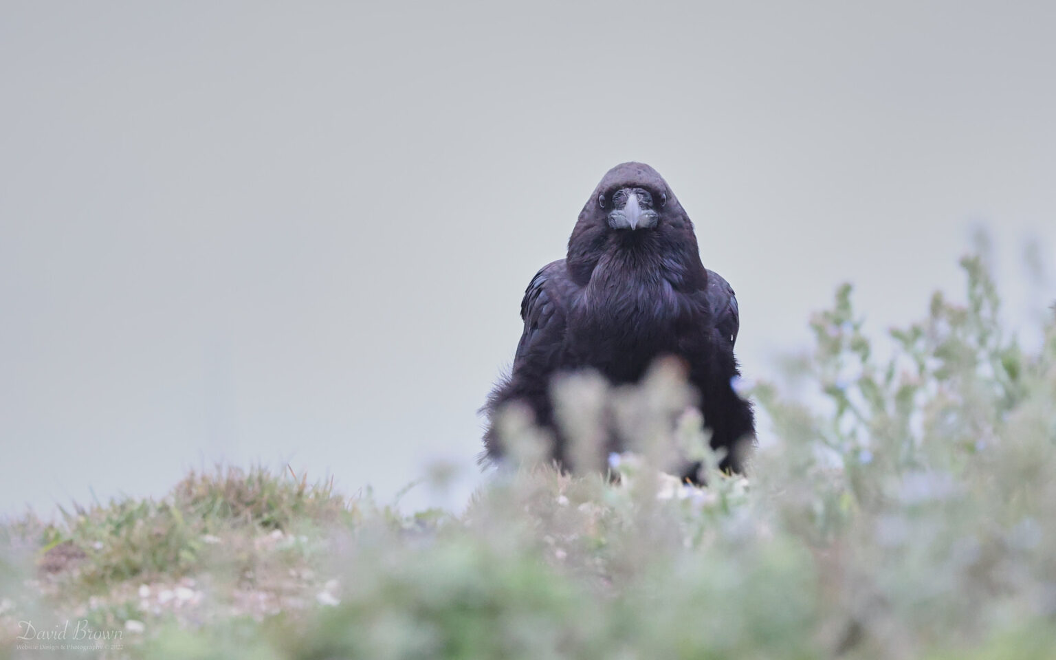 Raven at The Needles, 20th May 2022
