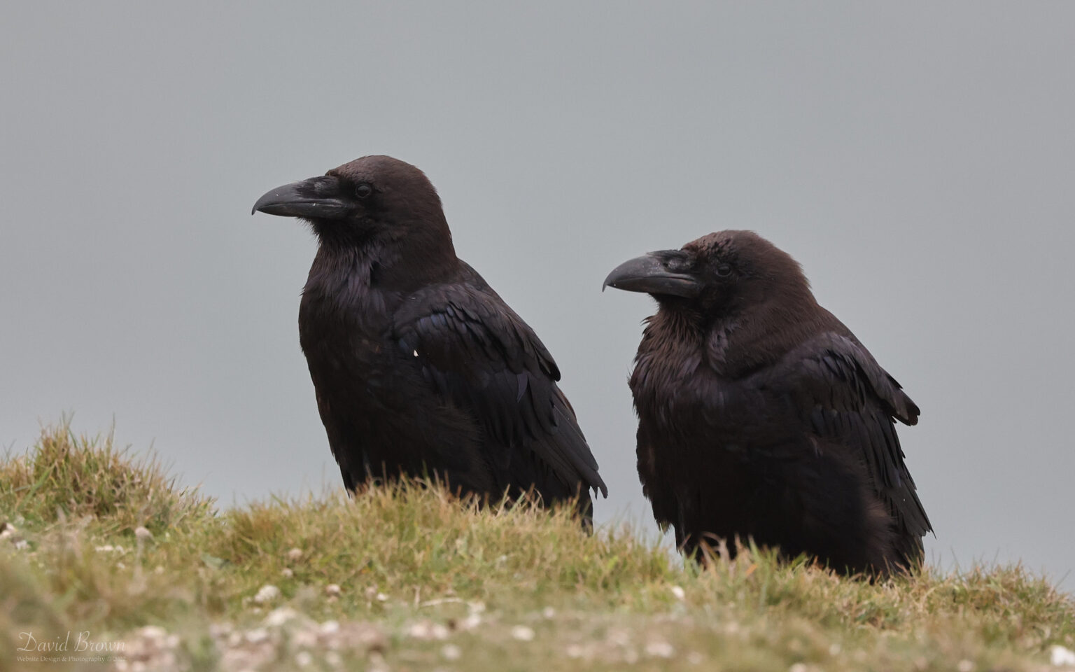 Raven at The Needles, 20th May 2022