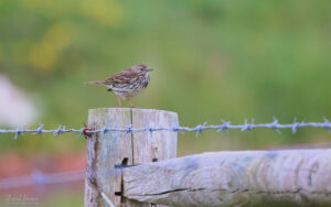 Meadow Pipit at The Needles, 20th May 2022