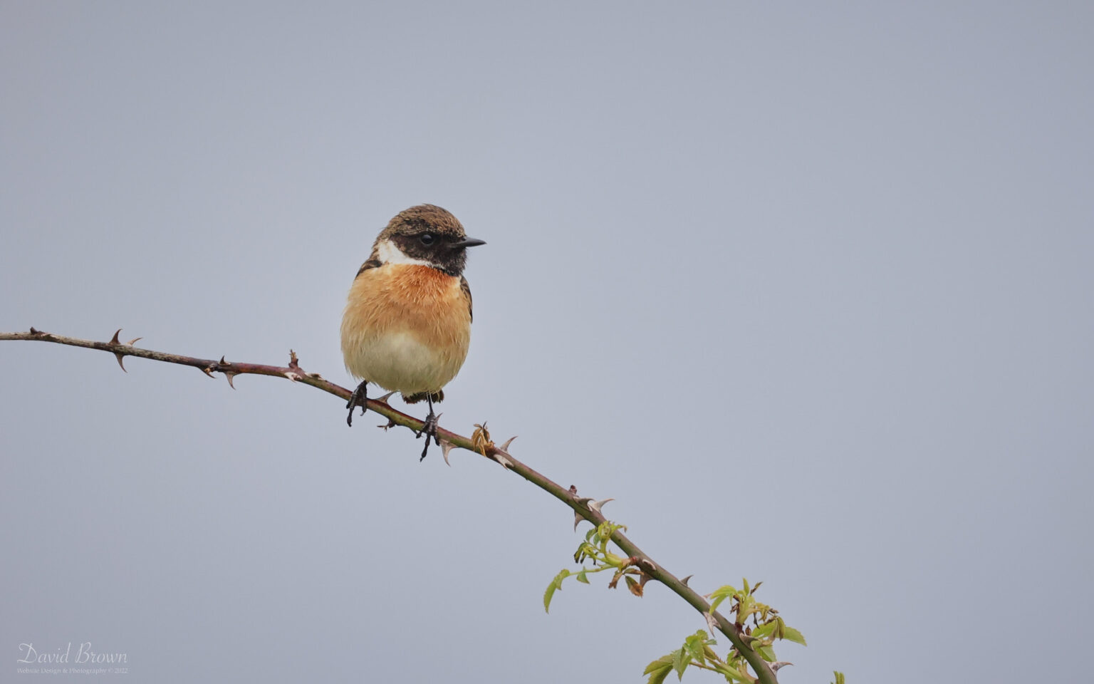 Stonechat at The Needles, 20th May 2022
