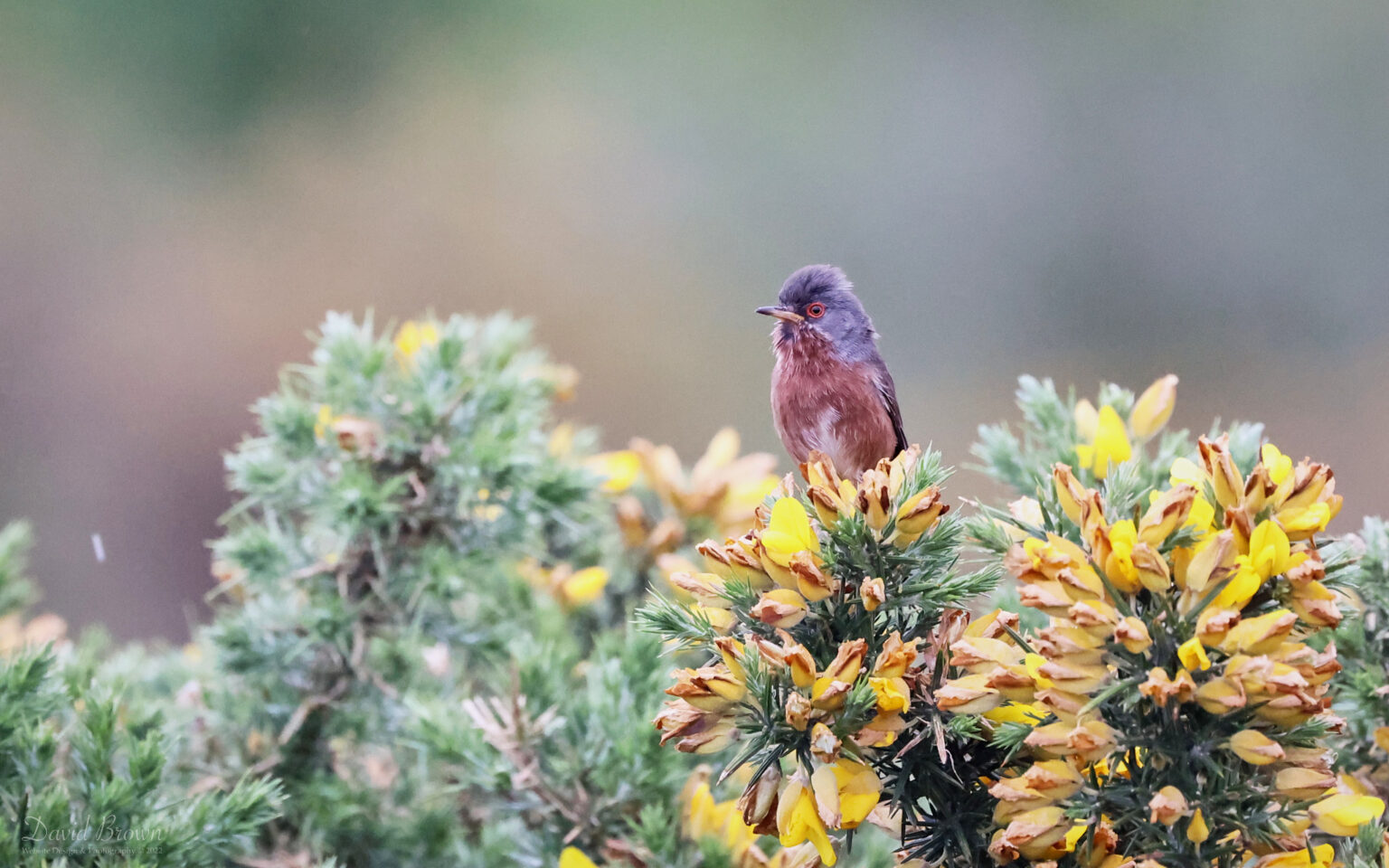 Dartford Warbler at The Needles, 20th May 2022