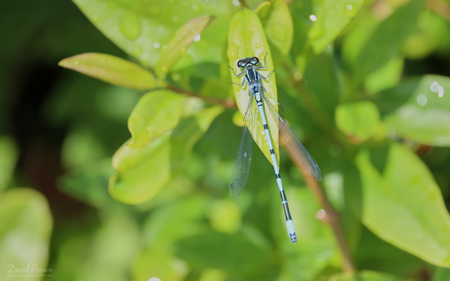 Azure Damselfly at Isle of Wight, 20th May 2022