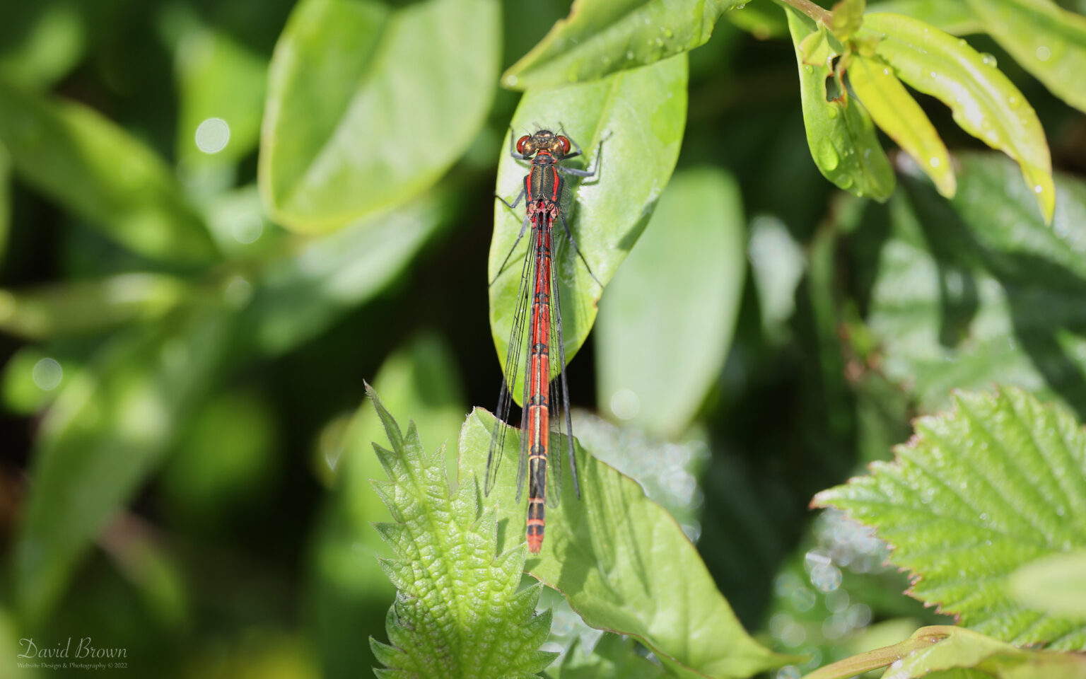 Large RedDamselfly at Isle of Wight, 20th May 2022