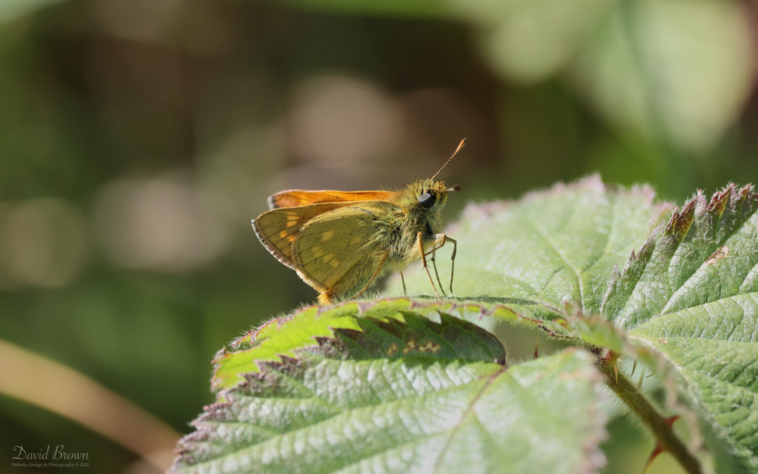 Large Skipper at Compton Bay, 20th May 2022