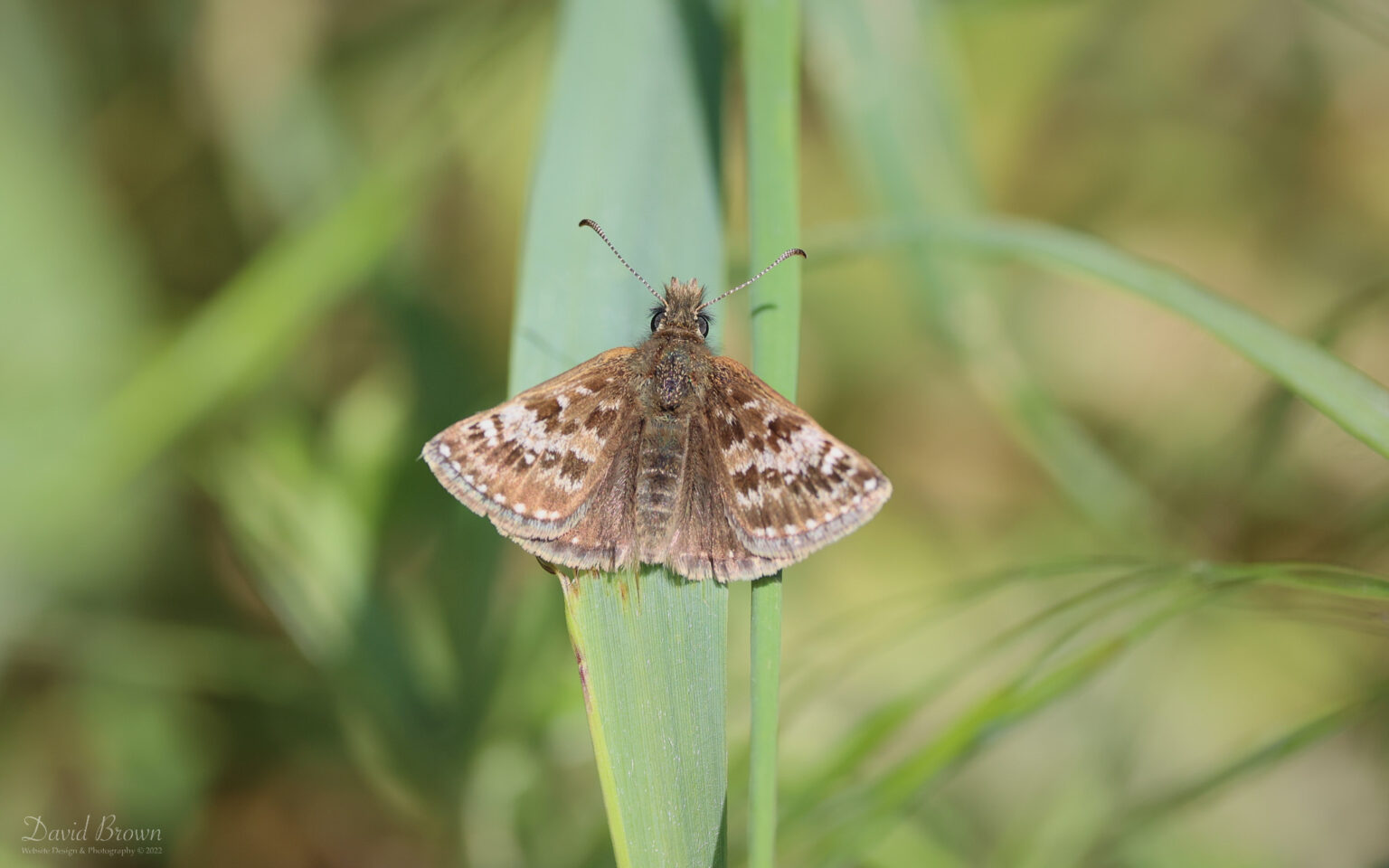 Dingy Skipper at Compton Bay, 20th May 2022