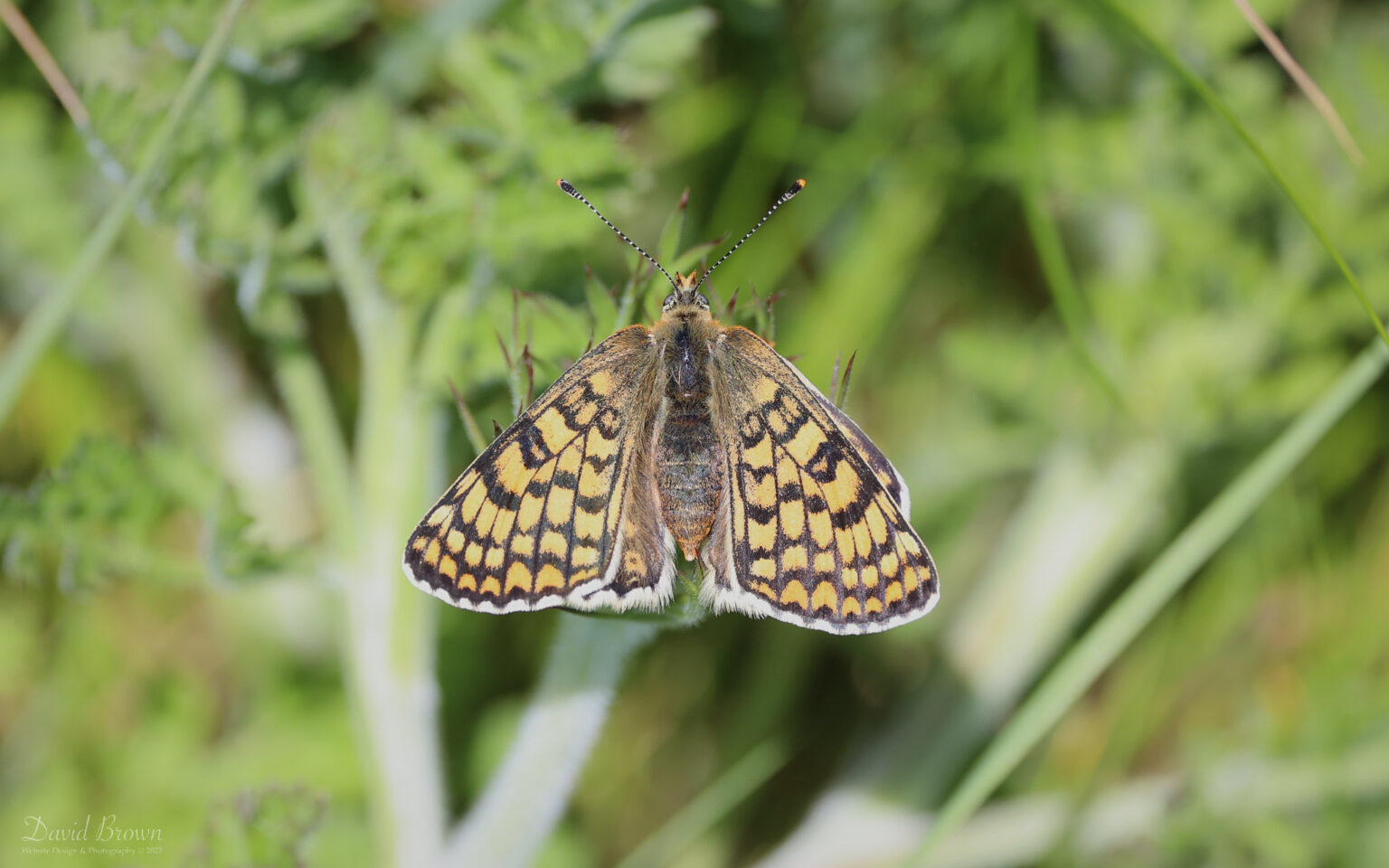 Glanville Fritillary at Compton Bay, 20th May 2022