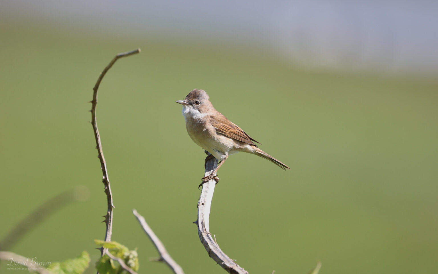Common Whitethroat at Compton Bay, 20th May 2022