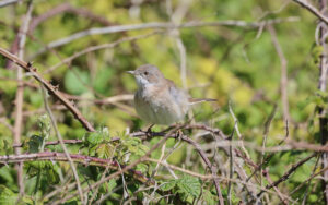 Common Whitethroat at Compton Bay, 20th May 2022