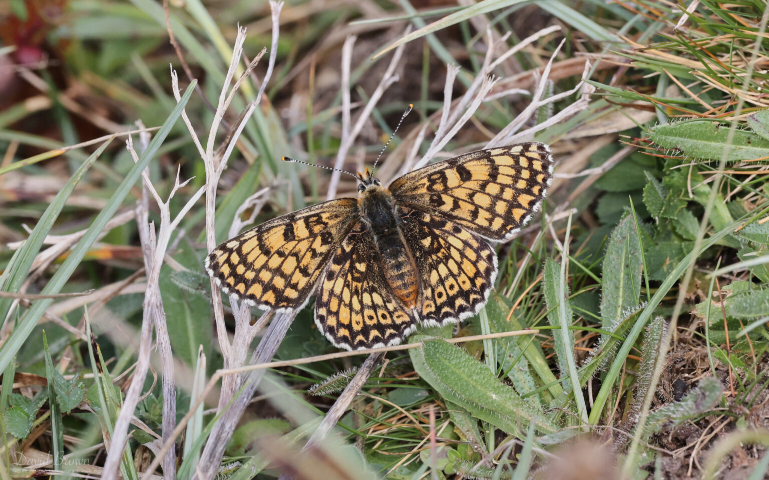 Glanville Fritillary at Brook Down, 21st May 2022