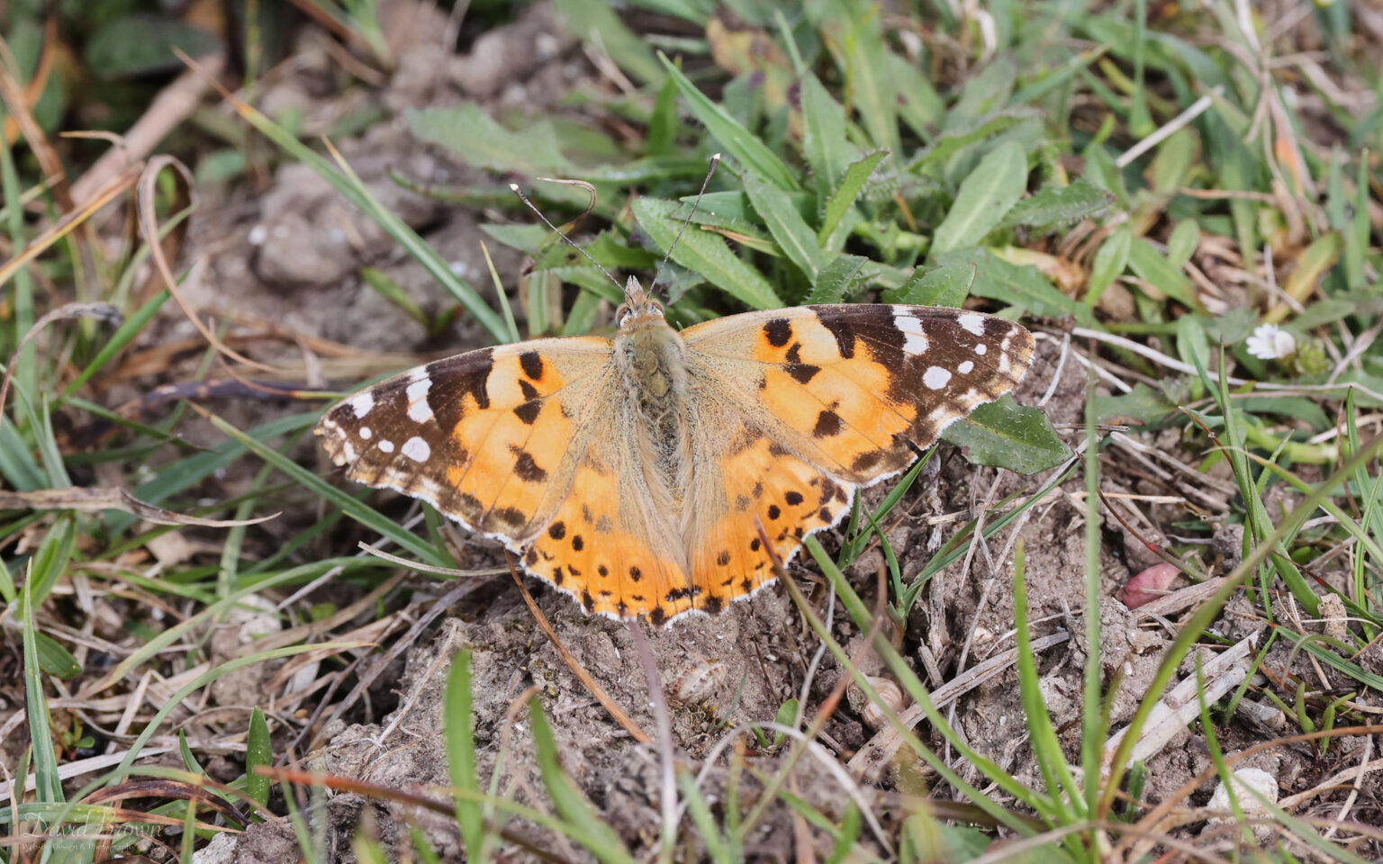 Painted Lady at Brook Down, 21st May 2022