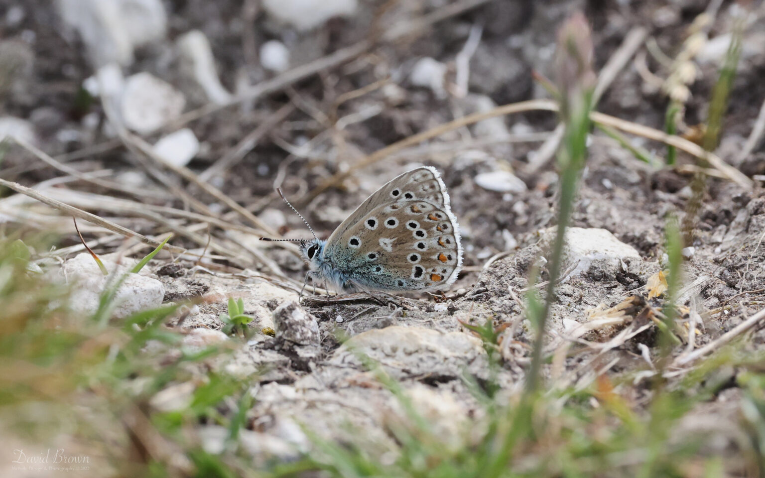 Adonis Blue at Brook Down, 21st May 2022