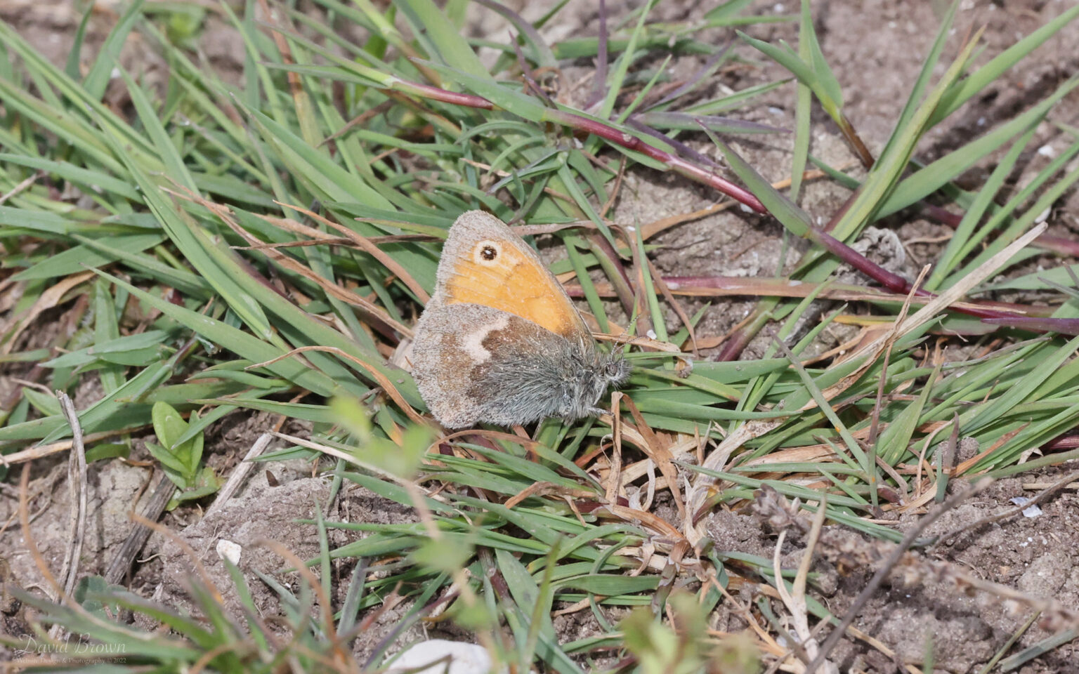 Small Heath at Brook Down, 21st May 2022