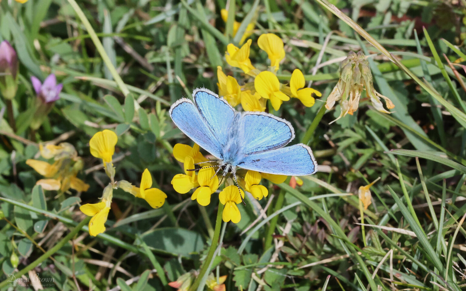 Adonis Blue at Brook Down, 21st May 2022