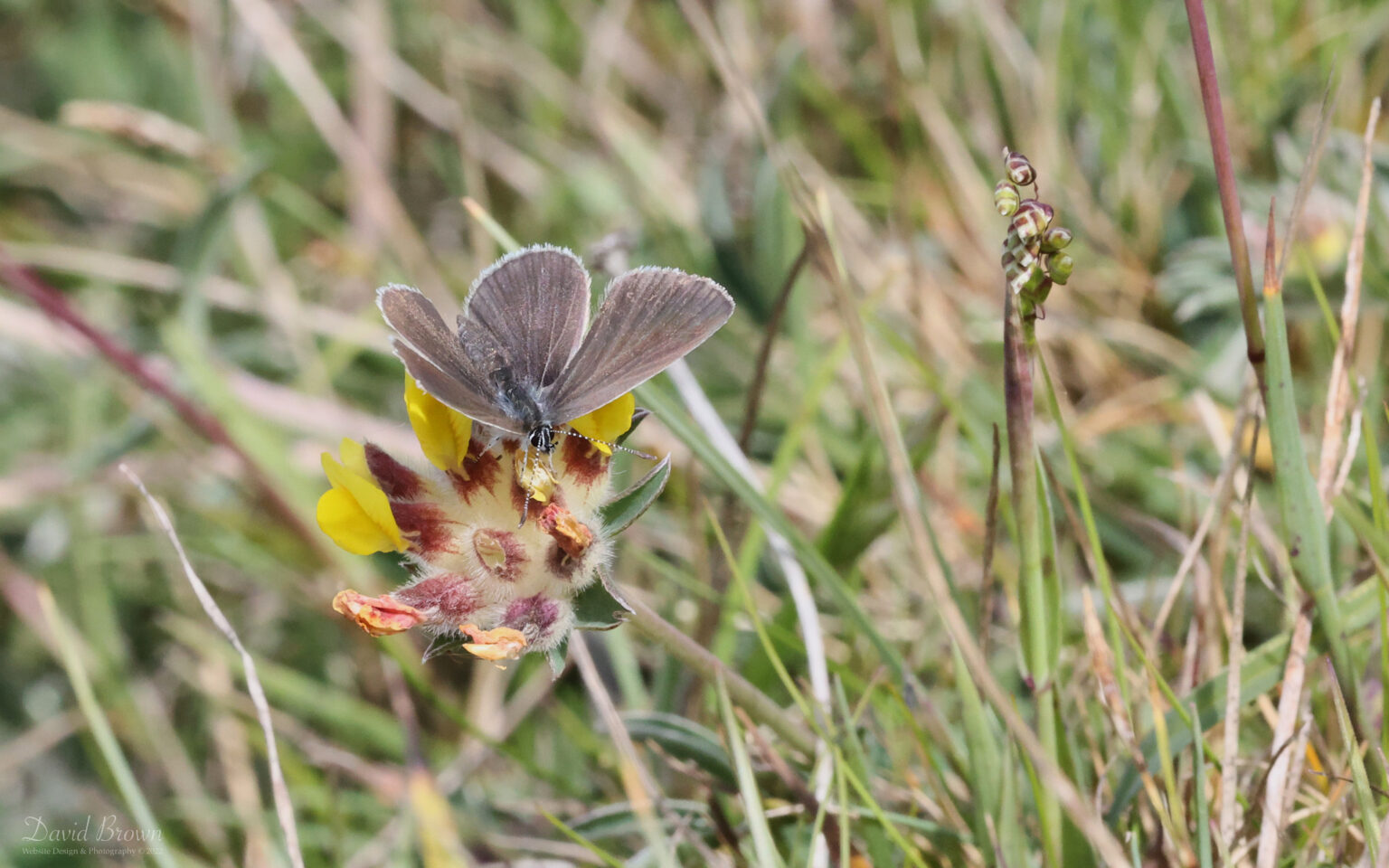 Small Blue at Brook Down, 21st May 2022