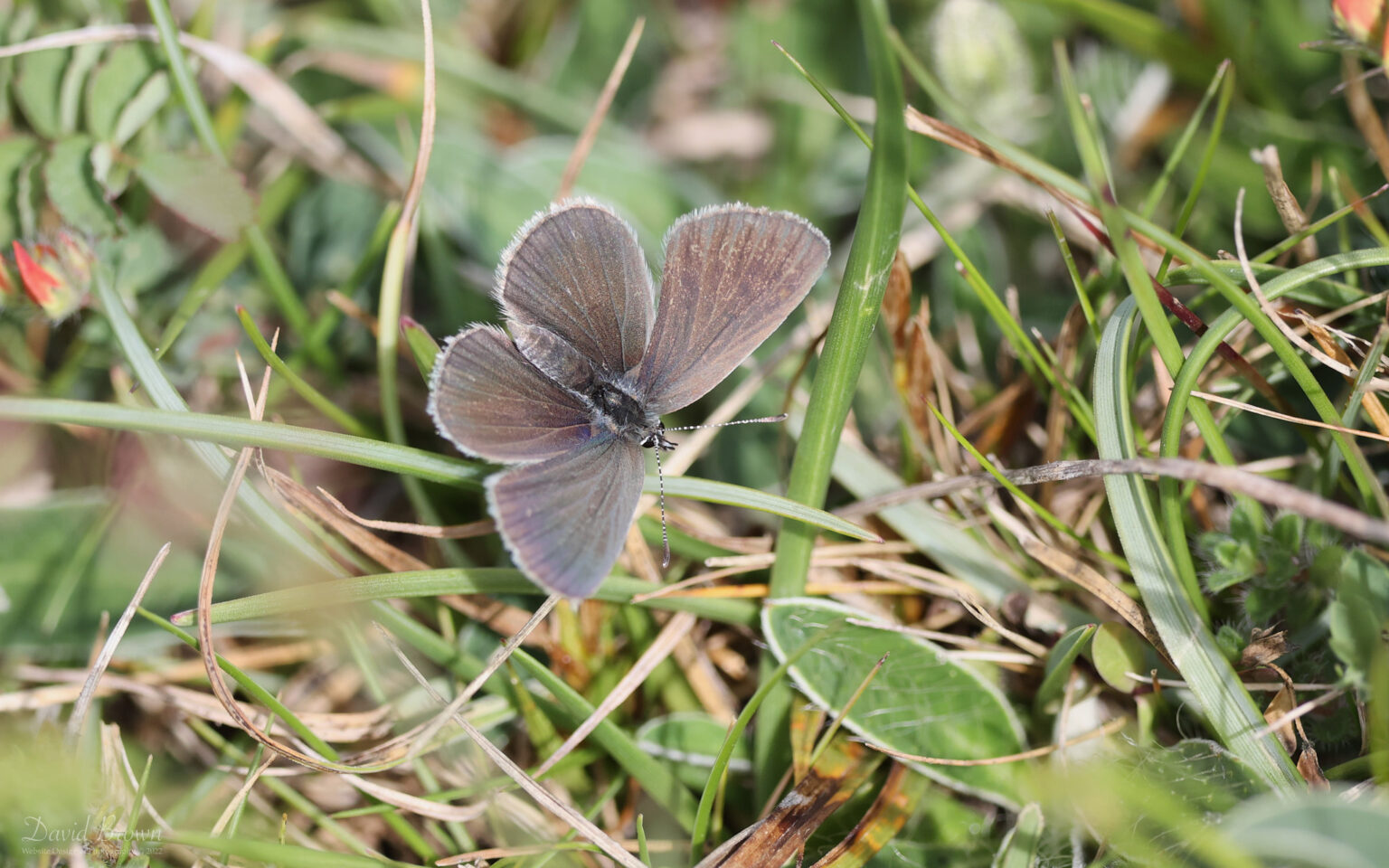 Small Blue at Brook Down, 21st May 2022