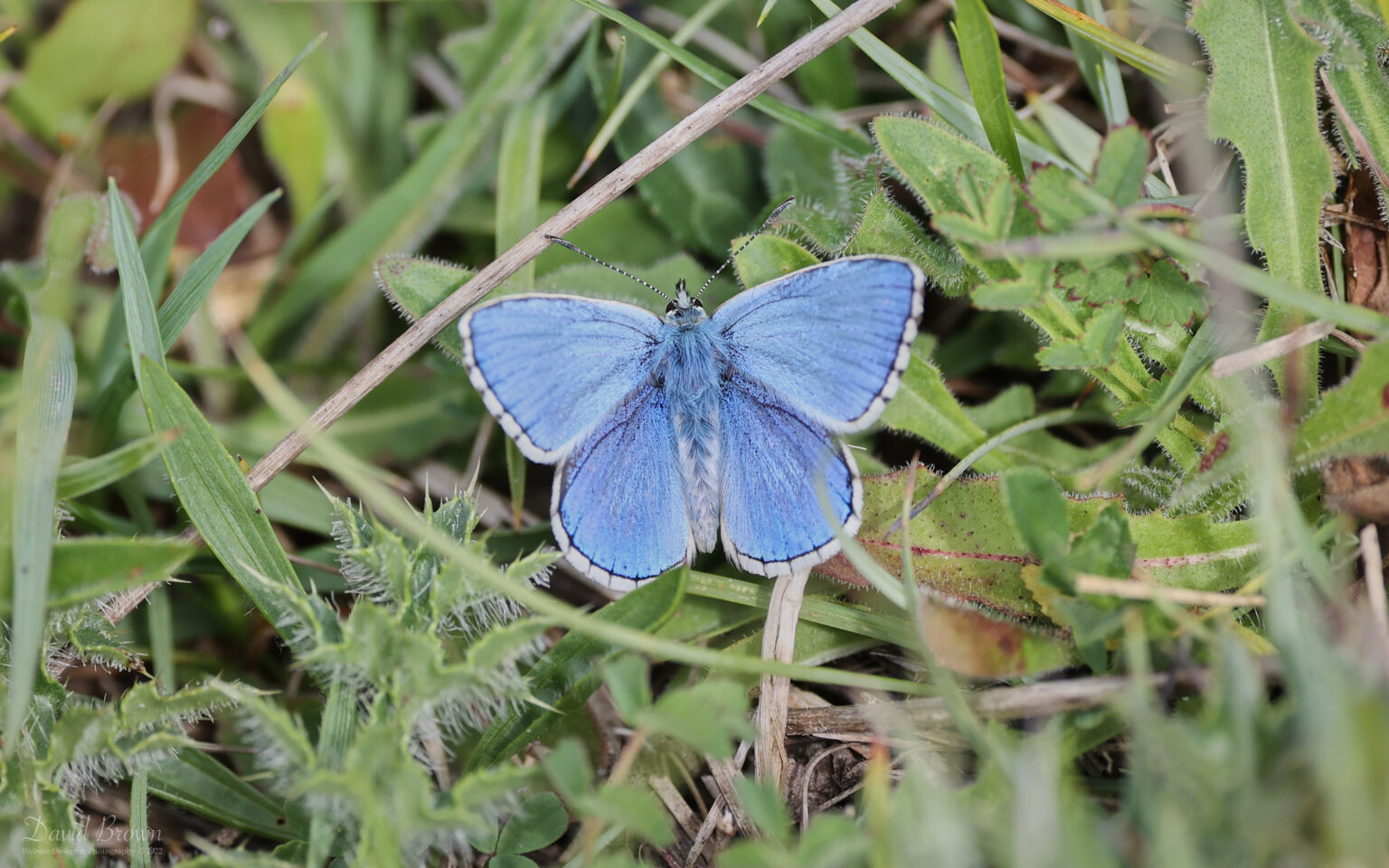 Adonis Blue at Brook Down, 21st May 2022