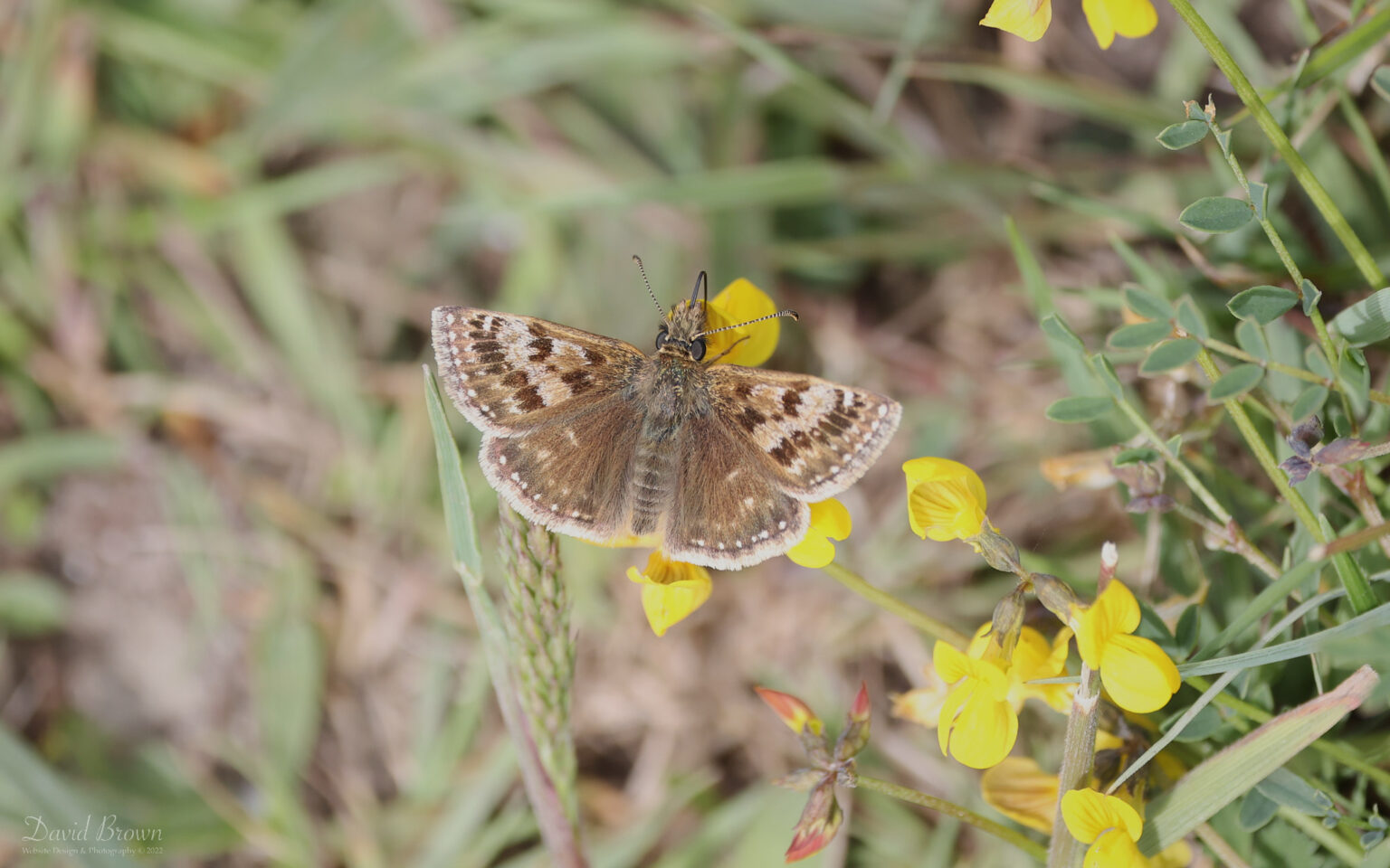 Dingy Skipper at Brook Down, 21st May 2022