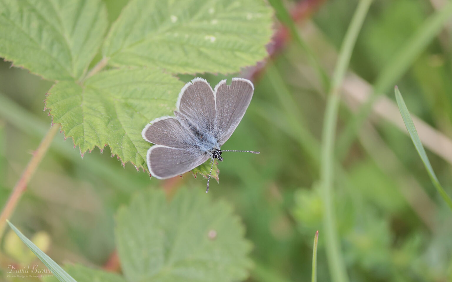 Small Blue at Brook Down, 21st May 2022