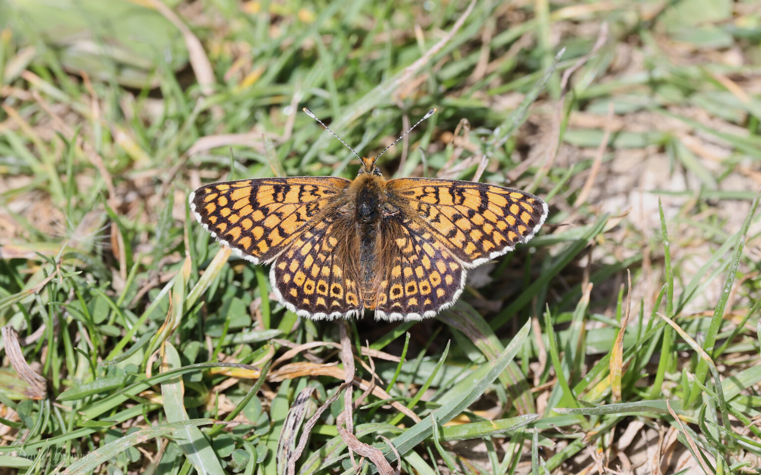 Glanville Fritillary at Brook Down, 21st May 2022