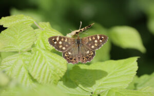 Speckled Wood at Brook Down, 21st May 2022