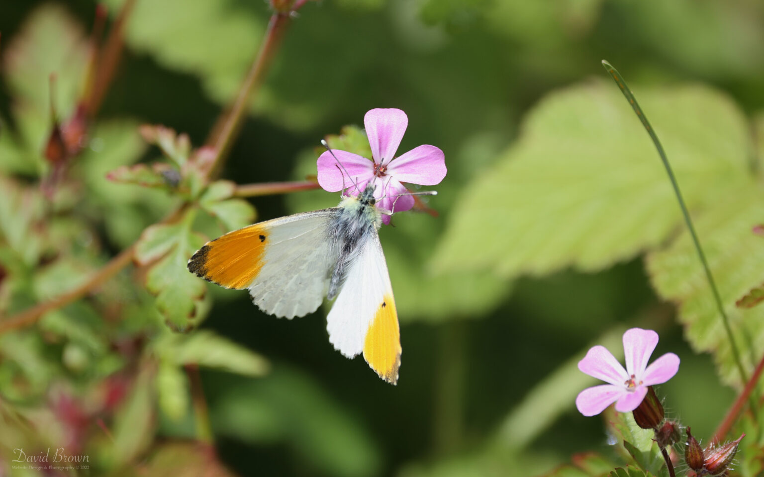 Orange Tip at Brook Down, 21st May 2022