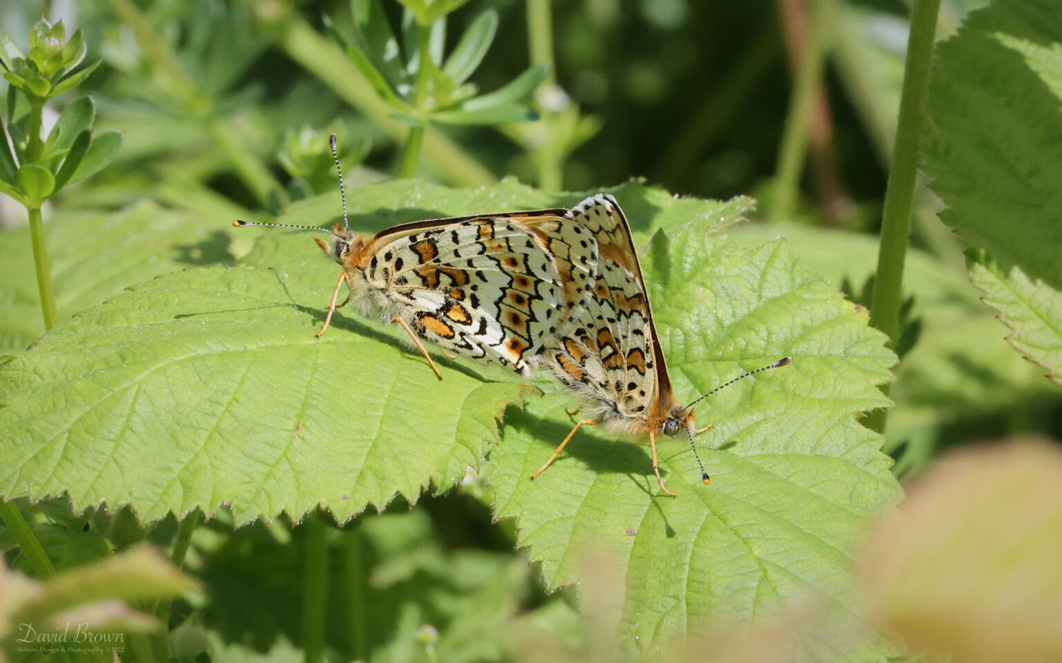 Glanville Fritillary at Brook Down, 21st May 2022