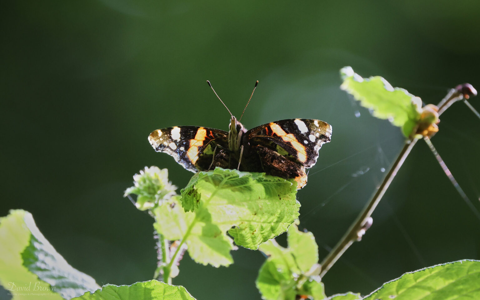 Red Admiral at Newport Nature Reserve, 21st May 2022