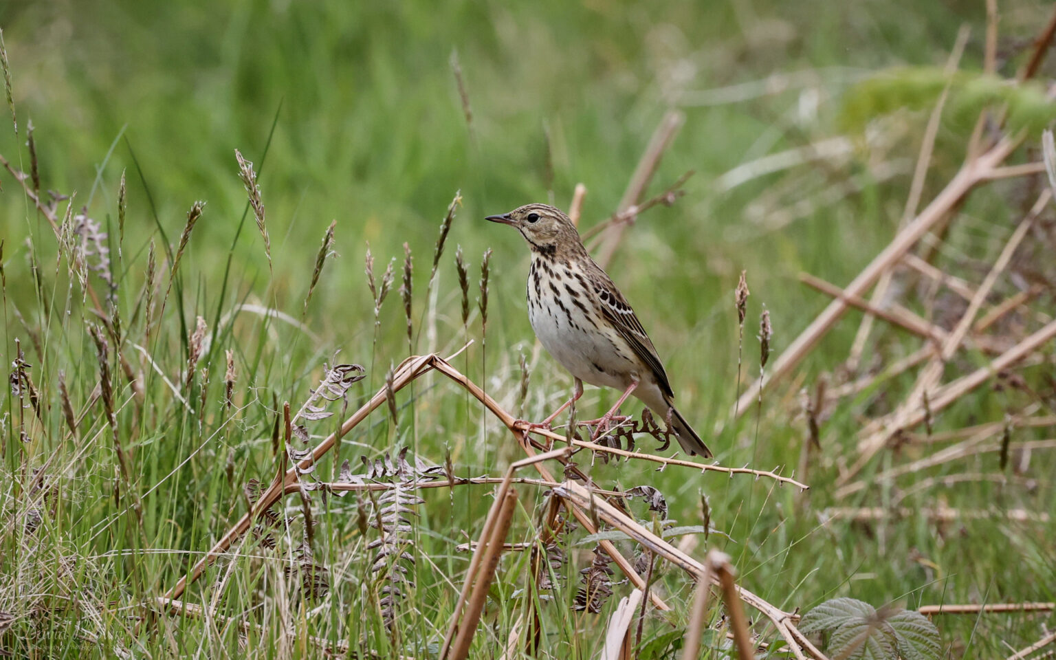 Tree Pipit at Hawnby, 22nd May 2022